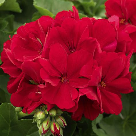 Red geranium - They grow best in zones 4 through 9 and grow to a height of 23 to 27 inches. #15. Ann Folkard. The Ann Fokard geranium is a hybrid plant that features cupped purple petals with black star shaped centers and bright chartreuse leaves. These plants stand 12 to 18 inches tall and grow best in zones 4 through 8.